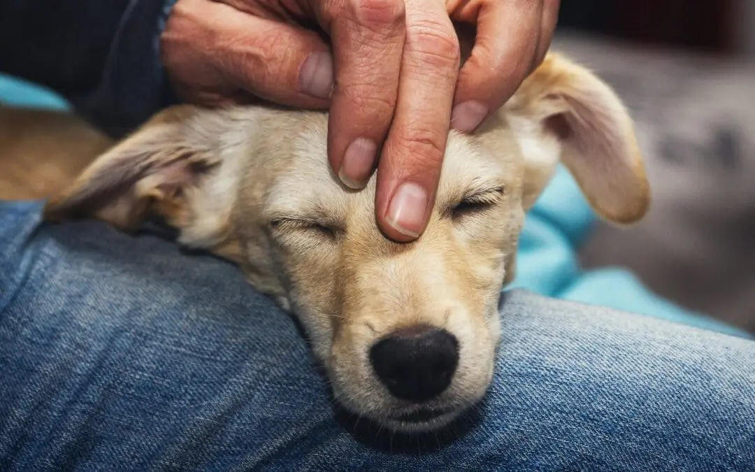 Derechos y bienestar de los animales