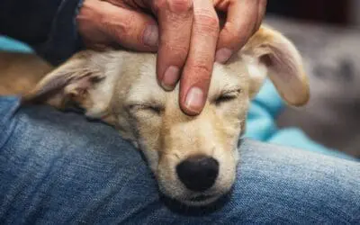 Mitjans Advocats Derechos y bienestar de los animales